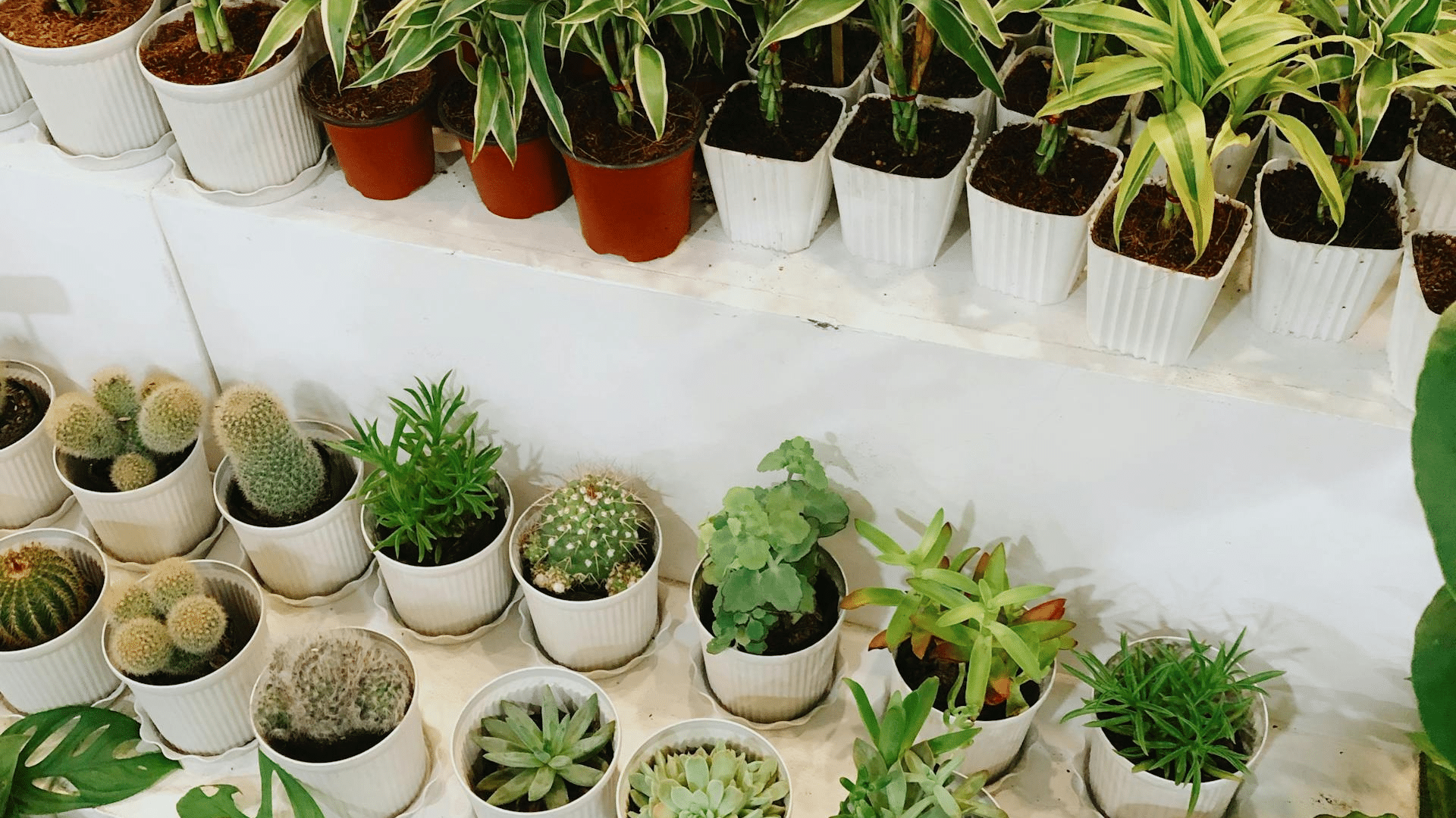 Plants in pots