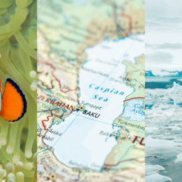 Triptych: Clownfish, Caspian Sea map, Ocean